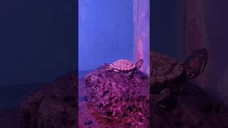 #viral #shortsfeed #shortsviral #shortvideo #viralvideo #shortsvideo #short #shorts #viralshorts RFW