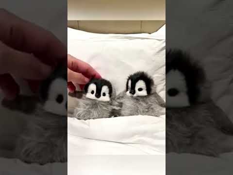 two penguins are too cute 🥺🥰 #cute #adorable #baby #penguin #pet #fluffy #cuteanimal