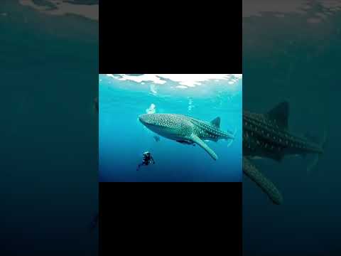 想像以上に大きくなる動物 Animals that are bigger than you can imagine #shorts #wisdom #tiktok