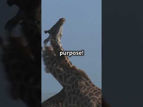 Giraffes HUM ! Night Time Communication