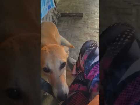 😂😂😂#gaamilifestyle #haryanvivideos #viralshort #funnyanimals #funnyshorts