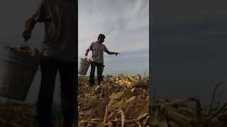 Corte de cebolla en texas. Mexianos orgullosos de trabajar no como dice el trum