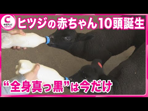 【愛らしいヒツジの赤ちゃん】 10頭誕生　“全身真っ黒”は今だけ　岐阜・郡上市「牧歌の里」