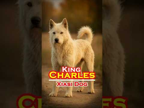 Meet King Charles: The Xiasi dog
