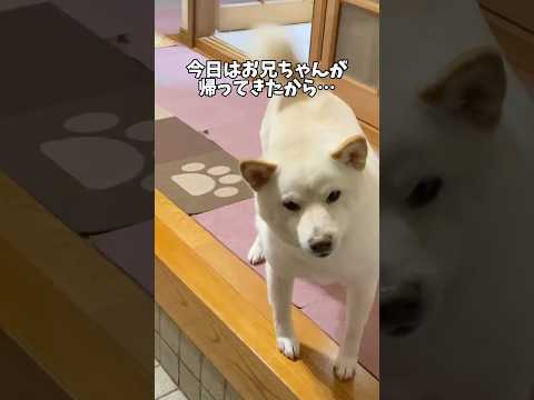 こんな可愛い子がいたら家で仕事なんで出来ません！　#shorts #柴犬 #犬