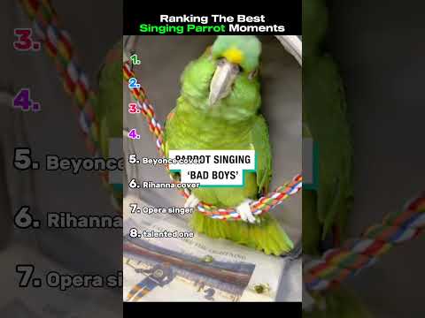Best Singing Parrot Moments 🤣 #parrot #shorts #ranking