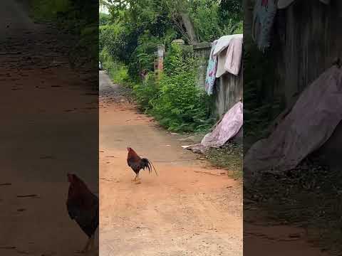 Animals of Thailand (Part 1)  #หมาจรจัด #ไก่ชน #วัวไทย #thailandtravel #NatureThailand