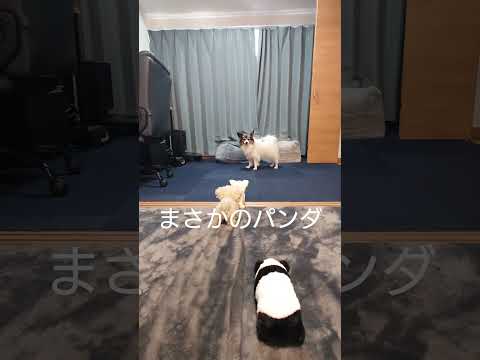 おもちゃに油断したワンコ #動くおもちゃ #パピヨン #可愛い