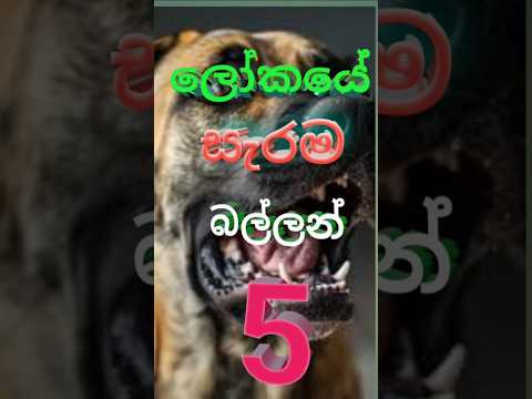 ලෝකයේ සැරම බල්ලන්#dog #doglover #shortvideo #trending