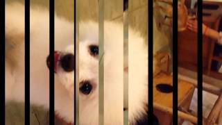 The cuttie pet