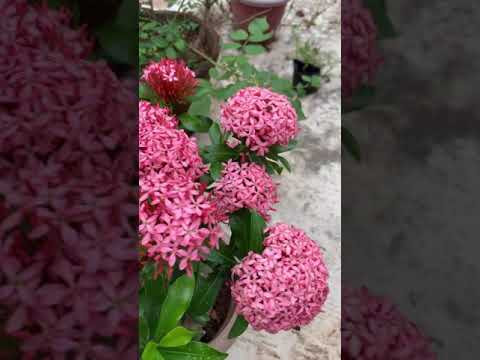 Ixora plant||short videos|| Rooftop gardening