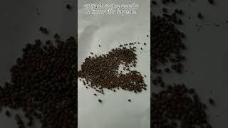 तुलसी बिज के फायदे | Tulsi seeds | holy basil seeds extraction | Tulsi beej fayede | #shorts