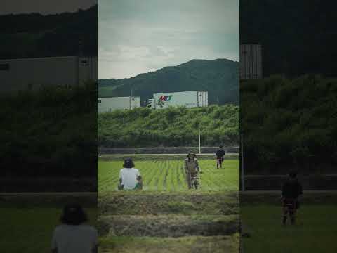 RICE475 - 一往復、一往復、丁寧に除草機を引いていきます🌱✨