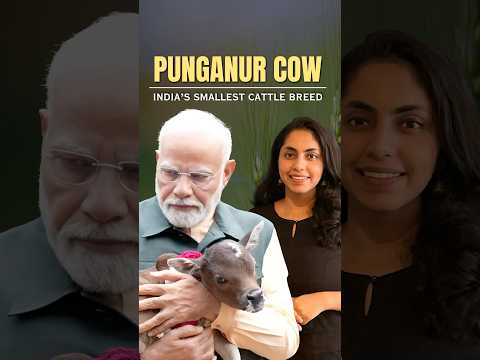 Punganur Cow: India's Smallest Cattle Breed #shorts #punganurcalf