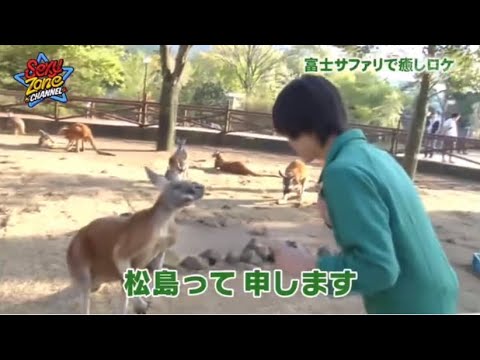 カンガルーと友達になれる松島聡 #sexyzone #松島聡