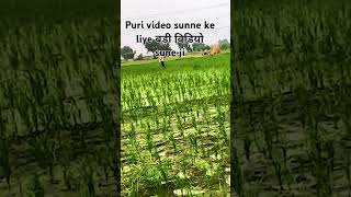जमीदार hisab krva lo #hariyanvilokgeet #farming #jakdigeet #agriculture