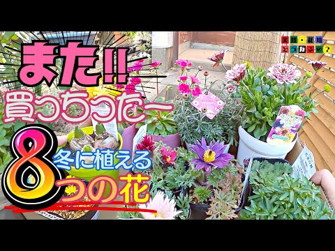 また!買っちったー【冬の花】早春の花この時期にしか買えない8つの花　今植えるならこの位かな？【ガーデニング】園芸・花苗好評につき今回のNOWコーナーは宿根ネメシアの続報をお伝えします。