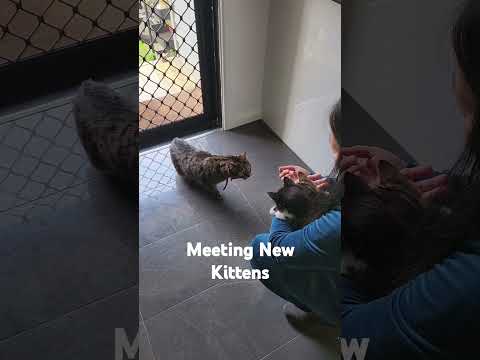 Meeting Cute Kittens