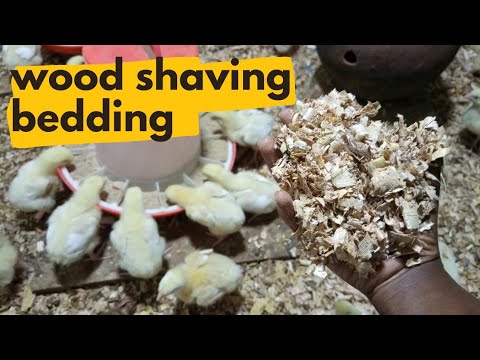 Wood shavings in brooder|| Brooding management in poultry #poultryfarming #brooding