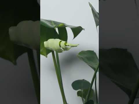 Time lapse of monstera deliciosa's new leaf