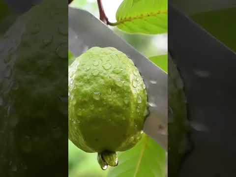 Fresh Guava Amazing fruit cutting #short #Aifruitcutting #ASMRFruit #Aishorts #glassfruitcutting #ai
