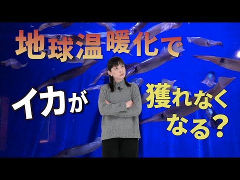 [気象関連動画]青森でイカが獲れなくなる？：青森県