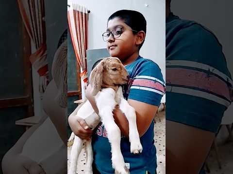 Bakri ka bachcha #shorts