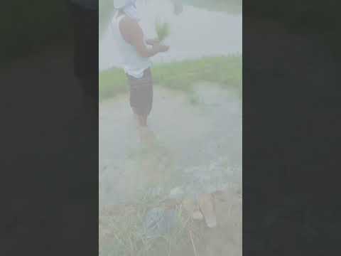 #farming ,#gaami_lifestyle.#ricefarming , this is how rice 🌾 are grown.