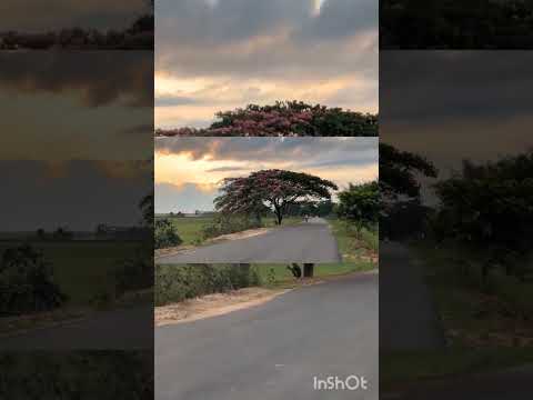 Evening views #viralshort #assam #views #villageroad #song #love #music#facebook