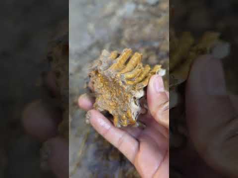 The river from the old mining area still contains gold #goldhunter