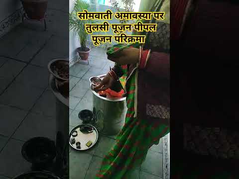 Somvati amavasya per Tulsi Pujan Pipal Pujan Parikrama #सोमवतीअमावस्या #अमावस्या #shorts