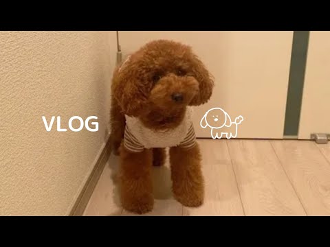 トリミングに行ってきたら…