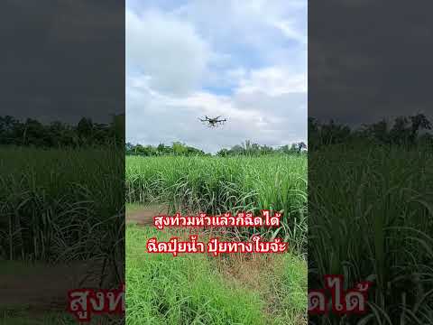 ฉีดปุ๋ยน้ำอ้อย #djit30 #โดรนการเกษตร #โดรน #dji #farming #ไร่อ้อย #นาข้าว