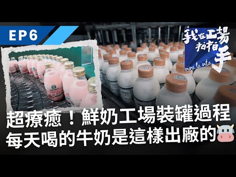 超療癒！鮮奶工場裝罐過程，每天喝的牛奶原來是這樣出廠的🐮｜我在工場拍拍手｜EP6AI機器人養好牛 鮮奶｜公視+免費收看