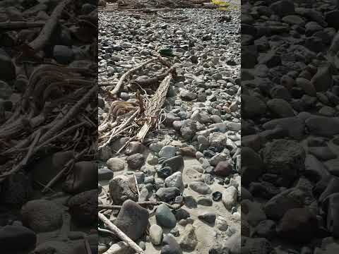 Finding Flood Gold Along Fraser River around Chilcotin River Slide Driftwood - Part 1 of 3