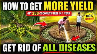 How to get more Yield from Coconut Tree | How to get rid of all Coconut Tree Diseases