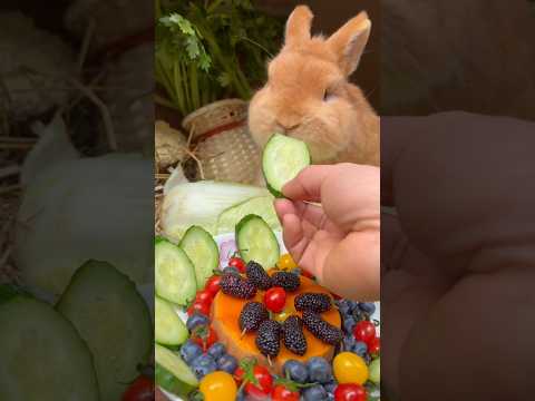 Baby Rabbits Are Living the Salad Diet Dream #trending #goals #rabbit #shorts #cute