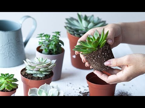 Cómo Cuidar Suculentas para Principiantes ¡Tips Infalibles para Plantas Saludables!