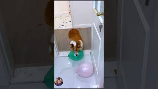 Animal Funny Video #funnyvideo #animals #sorts