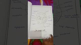 #bsc nursing assignment file #cell structure and function .......