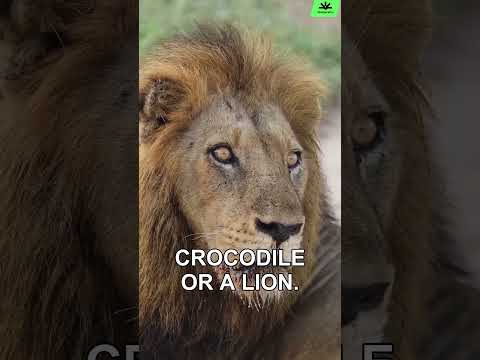 Can You Guess the Deadliest Animal? 🤔