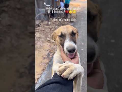 क्या आपको अपनी आजादी मनाने में मजा आएगा.🥺💔#shalterdog#doglove❤️#savedog#streetdog @shortspotcreation