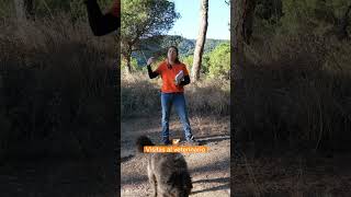 ThunderShirt, chaleco perfecto para calmar la ansiedad de los perros