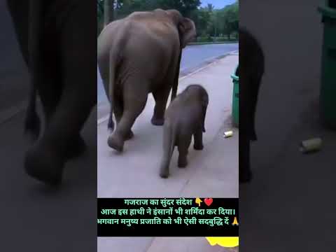 गजराज का सुंदर संदेश ❤️आज इस हाथी ने इंसानों भी शर्मिंदा कर दिया। #youtubeshorts  #inspirational