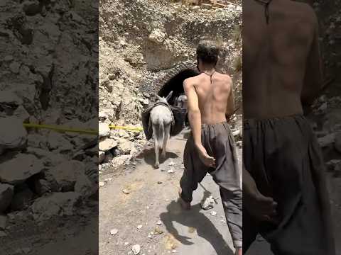 Working with donkeys 4,000 feet underground in the Black Diamond mine #blackgoldmine #coalmining