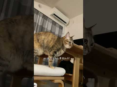 猫と(?)筋トレ #猫 #ネコズ #猫のいる暮らし #cat