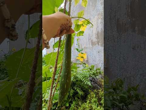 Harvesting Veggies from my Mom Terrace Garden🌿 #terracegarden #veggies #momgarden #healthylifestyle