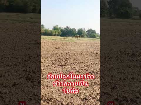 #djit30 #funny #farming #โดรน