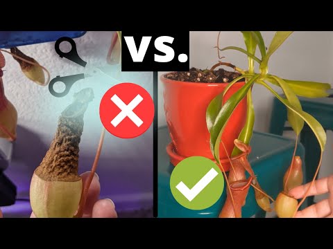 How to Trim Nepenthes Pitcher Plants and Promote Their Growth 🌿 - Pruning Guide