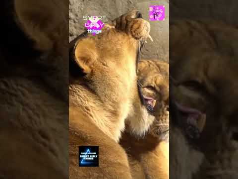 The Lazy 🐅 Big Cats & Small Cats 🐈 Cute Cat video || #shorts #cat #cutecat #bigcat